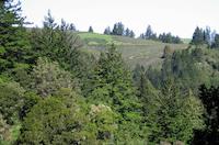 Windy Hill__9180.JPG