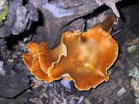 Fungus amngus.JPG