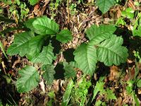 256  Satiny poison oak.jpg