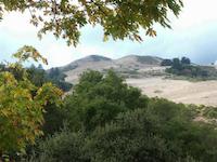 Windy view leaves.jpg