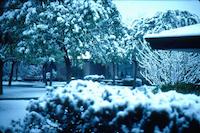 snow at Sequoias [Feb '76] v.1.jpg