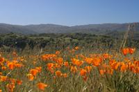 Portola Valley scene 7107.JPG