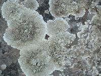 Lichen it to fungus.JPG