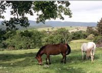 Grazing horses.tif