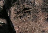 Lizard.JPG
