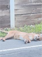 Mother lion on Portola Road March 24,2025.png