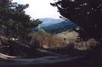 Windy Hill Cypress grove.jpg