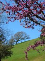 Red Budand oak 006.jpg