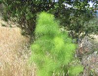lush green brush.JPG