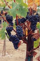 img_001_0267_87 Grapes on vine.jpg