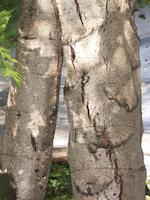 img_001_0243_65 elder Alder.jpg