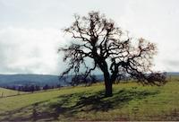 SUS-011p_TIF_MSTR.tif