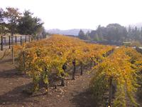 Vineyard after harvest.JPG