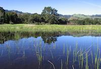 img_001_0100_188  reflections of Windy Hill.jpg