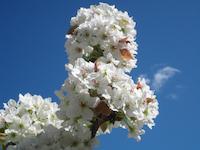 Apple blossoms PVR 1.JPG