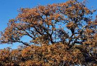 Oaks in autumn.jpg