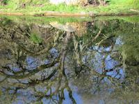 img_001_0234_58 Duck Pond reflections 3.jpg