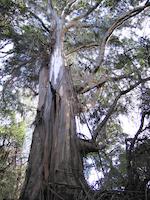 img_001_0020_112.2 Euclyptus at Lake Trail.JPG