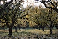 Gold in orchard.tif
