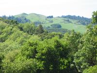 Windy Hill from Blue Oaks.jpg