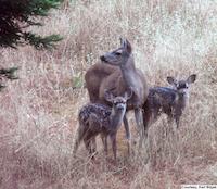 img_001_0219_50 Dear deer.jpg