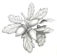 HER-BW-002d_JPG_MSTR.jpg