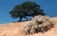 Oak, buckwheat.jpg