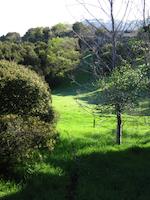 img_001_0082_166  Quiet glade.jpg