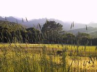 img_001_0270_90 Grasses Wndy Hill B.JPG