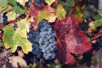 Grapes at harvest.jpg