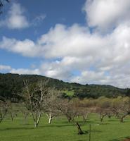 Jelich orchard 2.jpg
