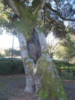 Old oak at Town Center.JPG
