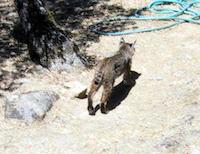 img_001_0223_22 Bobcat by house.jpg