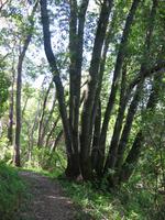 California Bay Laurel.jpg