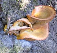 Fungus on tree.JPG