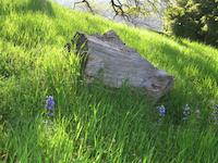 img_001_0226_49 Cut wood and lupine.jpg