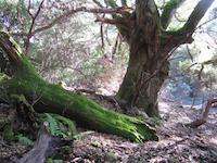 Moss-covered oaks Larry Lane trail.JPG