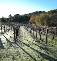 Vineyard 2 Dec06.JPG