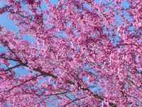 img_001_0128_216  Red Bud galore.jpg