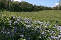 Fogarty Vineyards.jpg