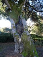 Old oak at Town Center.JPG