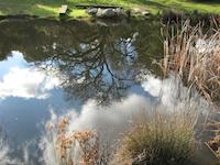 Reflections of nature.JPG