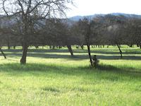El Mirador orchard.JPG