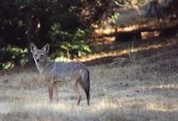 img_001_0217_46 Coyote, 45 Buckeye.jpg
