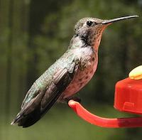 img_001_0011_100 Humming bird.JPG