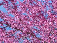 Red Bud galore.jpg