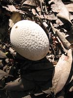 Mushroom Coalmine Ridge.JPG