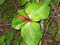PV Ranch mar1trillium in spring.jpg