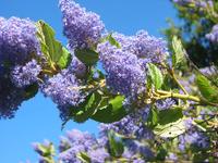 Ceanothus PVR.jpg