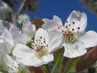 Apple blossoms PVR.JPG